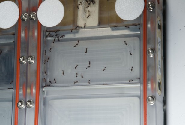 mage Caption: The Ants In Space CSI-06 investigation looks at how an ant colony responds to the extreme environment of microgravity aboard the International Space Station to solve their collective need for resources. Data gathered from this study may help with algorithms for robotics on Earth. (Credit: NASA)