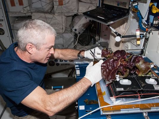 NASA astronaut Steve Swanson harvests a crop of red romaine lettuce plants that were grown from seed in space.(Photo: NASA)