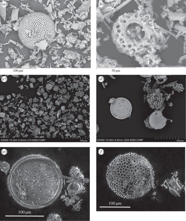  Diatoms. Images a and b are raw diatoms; c and d are fossilized, and e and f are fossilized diatoms that were frozen but not shot. (Credit: Mark Burchell et al., Philosophical Transactions of the Royal Society)