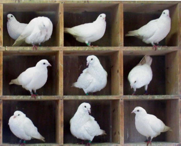 An image of pigeons in holes. Here there are n = 10 pigeons in m = 9 holes. Since 10 is greater than 9, the pigeonhole principle says that at least one hole has more than one pigeon. (Credit: SA 3.0, McKay)