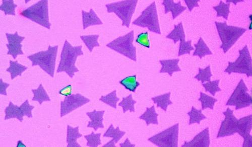 As seen under an optical microscope, the heterostructures have a triangular shape. The two different monolayer semiconductors can be recognized through their different colors. (Credit: U of Washington)