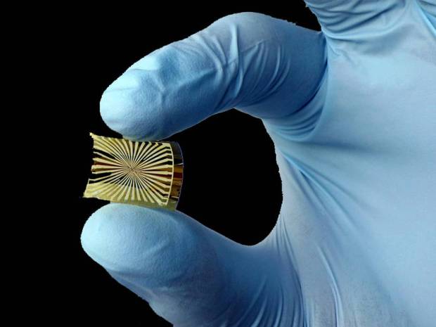 Graphene electronics can be prepared on flexible substrates. Only the gold metal leads are visible in the transparent graphene sensor. (Credit: Natalia Hutanu / TUM)