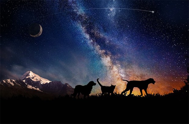 Celestis has expanded their services to include animals, called Celestis Pets. And now you can even send your family pet in Armstrong’s and Aldrin’s footsteps by launching them to the moon. (Credit: Celestis Pets)