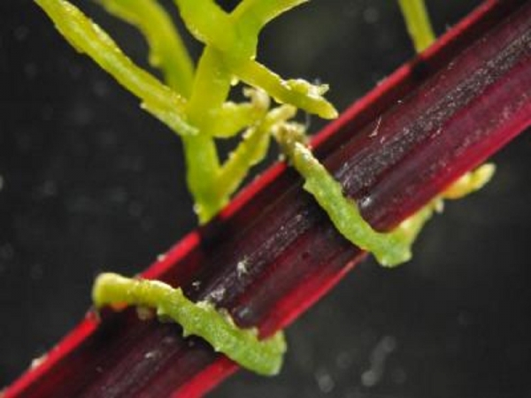 When parasitic plants such as dodder attack plants like the sugar beet shown here, there is a vast exchange of genetic information between the plants, a Virginia Tech researcher has discovered. (Photo : Virginia Tech College of Agriculture and Life Sceinces)