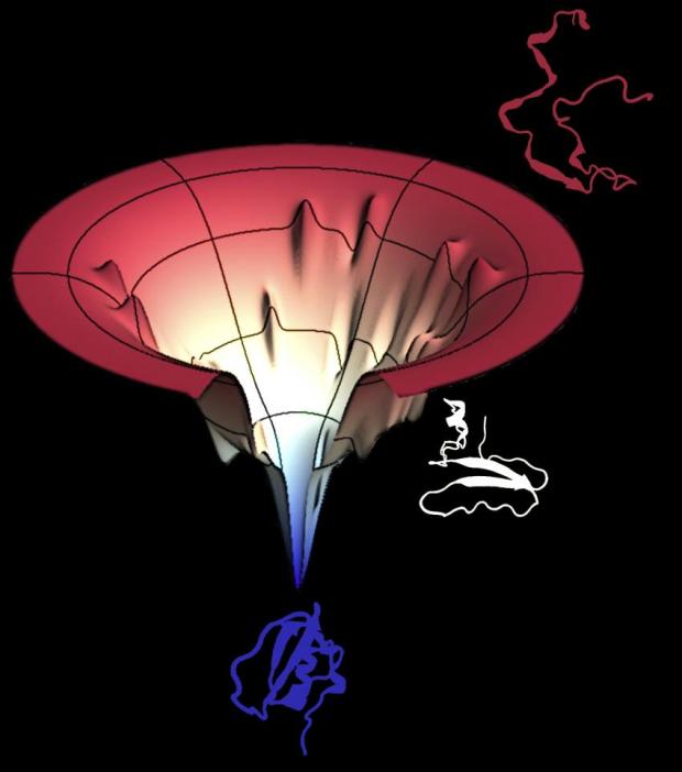 A protein folding funnel, the product of algorithms created by Rice’s Center for Theoretical Biological Physics, is a graphic representation of the energy landscape a protein navigates as it goes from its initial floppy state to a folded, functional unit. The funnel shows smooth slopes as well as outcroppings where parts of a protein may pause while others catch up, and also traps that could cause a protein to misfold. New Rice research shows how the interplay between evolution and physics developed the skills necessary to conserve useful proteins. (Credit: Center for Theoretical Biological Physics/Rice University)
