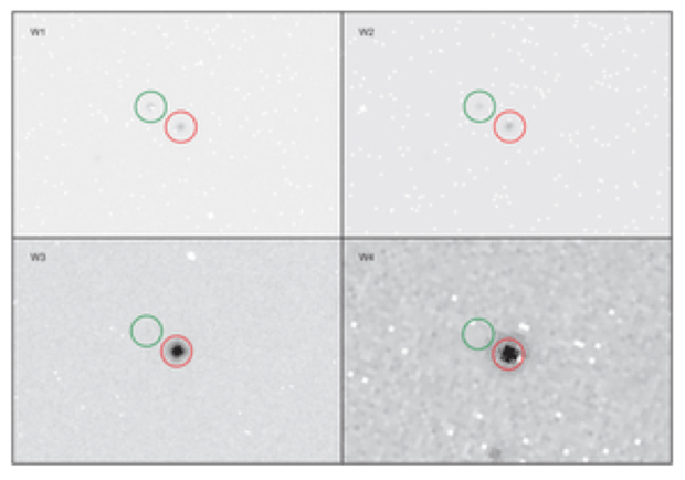  WISE thermal-infrared images of (29075) 1950 DA. The image scale is 2.75 arcsec per pixel for the W1, W2 and W3 bands and 5.53 arcsec per pixel for the W4 band. White pixels are ‘bad’ pixels that do not contain data. The object seen to the upper left of (29075) 1950 DA (red circle) (Credit: Rozitis, MacLennan & Emery)