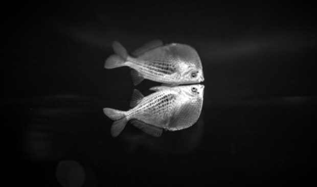 Life is made largely of molecules that are different than their mirror images. (Credit: Notjustnut/Getty)