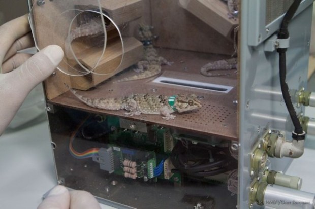 These aren't our illustrious orbiting sex geckos, but they are the experiment's ground-based control sex geckos, and that's almost as good!